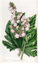 Bégonia à feuilles de panais - Sydenham Edwards — vista dell’opera