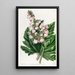 Bégonia à feuilles de panais - Sydenham Edwards — quadro incorniciato alla parete