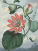 Fiore della passione - Sydenham Edwards — vista dell’opera