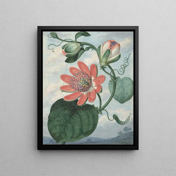 Sydenham Edwards - Passion Flower.webp