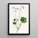 Bégonia a petali - Sydenham Edwards — quadro incorniciato alla parete