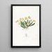 Oncidium pygmée - Sydenham Edwards — quadro incorniciato alla parete