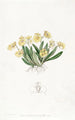 Oncidium pygmée - Sydenham Edwards — vista dell’opera