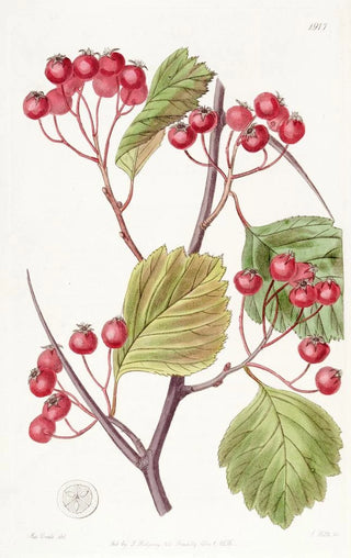 Sydenham Edwards - Pinktipped Stackhousia.webp