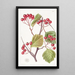 Stackhousia à pointes roses - Sydenham Edwards — quadro incorniciato alla parete