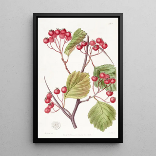 Sydenham Edwards - Pinktipped Stackhousia.webp