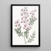 Schizanthus penné - Sydenham Edwards — quadro incorniciato alla parete