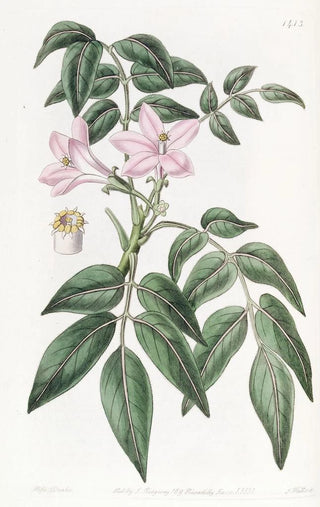 Sydenham Edwards - Pinnated Turreaea.webp