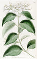 Jasmin à feuilles pointues - Sydenham Edwards — vista dell’opera