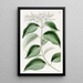 Jasmin à feuilles pointues - Sydenham Edwards — quadro incorniciato alla parete