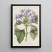 Hindsia bleu porcelaine - Sydenham Edwards — quadro incorniciato alla parete