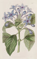 Hindsia bleu porcelaine - Sydenham Edwards — vista dell’opera