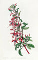 Fuchsia di Port Famine - Sydenham Edwards — vista dell’opera