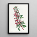 Fuchsia di Port Famine - Sydenham Edwards — quadro incorniciato alla parete