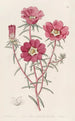 Portulaca splendide - Sydenham Edwards — vista dell’opera