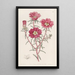 Portulaca splendide - Sydenham Edwards — quadro incorniciato alla parete