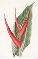 Heliconia poudrée - Sydenham Edwards — vista dell’opera