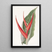 Heliconia poudrée - Sydenham Edwards — quadro incorniciato alla parete