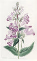 Pentstemon joli - Sydenham Edwards — vista dell’opera