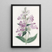 Pentstemon joli - Sydenham Edwards — quadro incorniciato alla parete