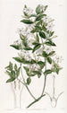 Jasmin à feuilles de troène - Sydenham Edwards — vista dell’opera