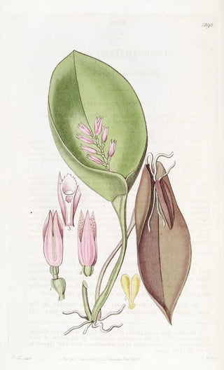Sydenham Edwards - Proliferous Pleurothallis.webp