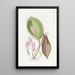 Pleurothallis prolifère - Sydenham Edwards — quadro incorniciato alla parete