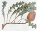 Banksia prostrée - Sydenham Edwards — vista dell’opera