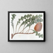 Banksia prostrée - Sydenham Edwards — quadro incorniciato alla parete