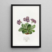 Auricule porpora - Sydenham Edwards — quadro incorniciato alla parete