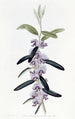 Hovea porpora - Sydenham Edwards — vista dell’opera