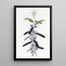 Hovea porpora - Sydenham Edwards — quadro incorniciato alla parete