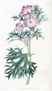 Mauve porpora - Sydenham Edwards — vista dell’opera