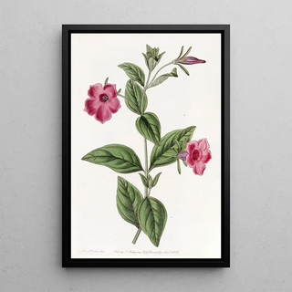 Sydenham Edwards - Purple Petunia.webp