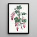 Groseillier à fleurs pourpres - Sydenham Edwards — quadro incorniciato alla parete