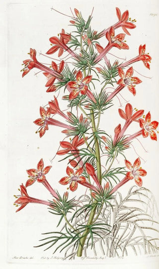 Sydenham Edwards - Ravenfooted Gilia.webp