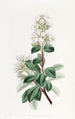 Raphiolepis rouge - Sydenham Edwards — vista dell’opera