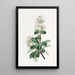 Raphiolepis rouge - Sydenham Edwards — quadro incorniciato alla parete