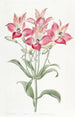 Alstromeria à fleurs tachetées de rouge - Sydenham Edwards — vista dell’opera