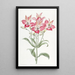 Alstromeria à fleurs tachetées de rouge - Sydenham Edwards — quadro incorniciato alla parete