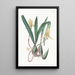 Cymbidium à bord rouge - Sydenham Edwards — quadro incorniciato alla parete