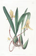 Cymbidium à bord rouge - Sydenham Edwards — vista dell’opera