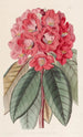 Rhododendron Rollissonii - Sydenham Edwards — vista dell’opera