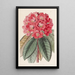 Rhododendron Rollissonii - Sydenham Edwards — quadro incorniciato alla parete
