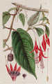 Fuchsia enraciné - Sydenham Edwards — vista dell’opera