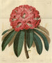 Rhododendron arboricole rosa - Sydenham Edwards — vista dell’opera