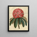Rhododendron arboricole rosa - Sydenham Edwards — quadro incorniciato alla parete