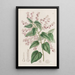 Corethrostylis aux bras roses - Sydenham Edwards — quadro incorniciato alla parete