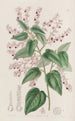 Corethrostylis aux bras roses - Sydenham Edwards — vista dell’opera