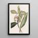 Cattleya à lèvres rugueuses - Sydenham Edwards — quadro incorniciato alla parete